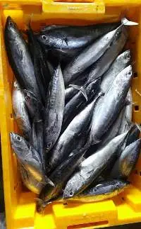 Frozen Bullet Tuna Whole Round