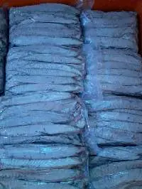 Frozen Pre-cooked Skipjack Loin Big Size