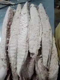 Frozen Pre-Cooked Skipjack Loin Big Size