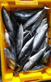 Frozen Bullet Tuna Whole Round