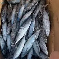 Frozen Whole Round Bullet Tuna
