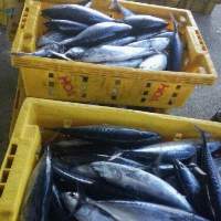 Frozen Whole Round Bullet Tuna
