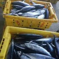 Frozen Whole Round Bullet Tuna