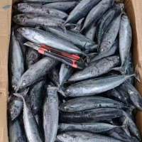 Frozen Whole Round Bullet Tuna