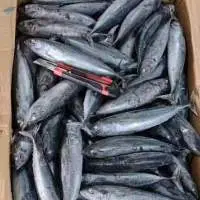 Frozen Whole Round Bullet Tuna