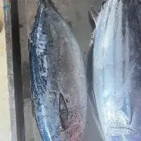 Frozen Whole Round Bullet Tuna