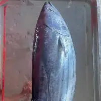 Frozen Whole Round Bullet Tuna