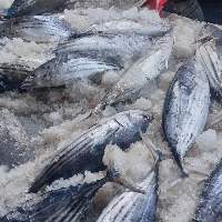 Frozen Whole Round Skipkacj Tuna