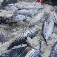 Frozen Whole Round Skipkacj Tuna