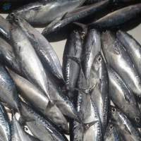 Frozen Whole Round Bullet Tuna