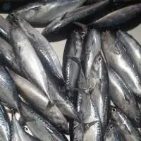 Frozen Whole Round Bullet Tuna