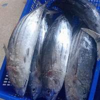 Frozen Whole Round Skipjack Tuna