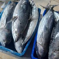 Frozen Whole Round Skipjack Tuna