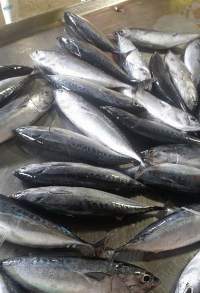Frozen Whole Round Bullet Tuna