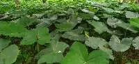 Taro Leaves