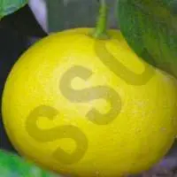 Bergamot Oil
