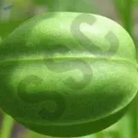 Croton Oil