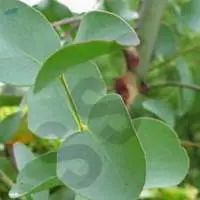 Eucalyptus Oil