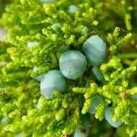 Camphor Oil