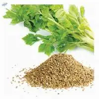 Celery Seed Essential Oil
