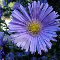 Chamomile, German (BLUE)