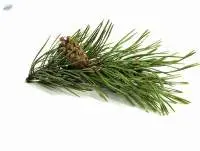 Pine Oil