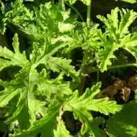 Citronella Oil