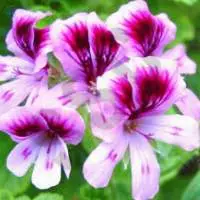 Geranium Oil