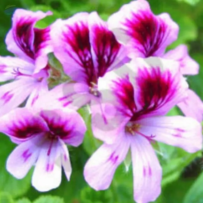 Geranium Oil