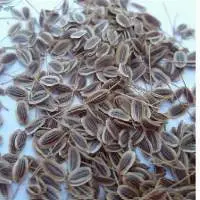 Dill Seed Oil