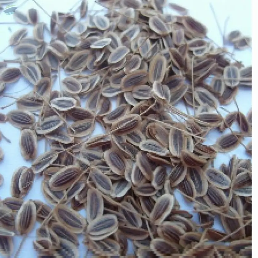 Dill Seed Oil