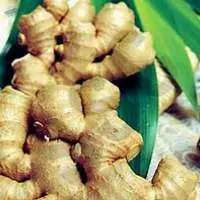 Ginger Oil