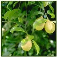 Mace Oleo Oil
