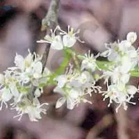 Amyris Oil
