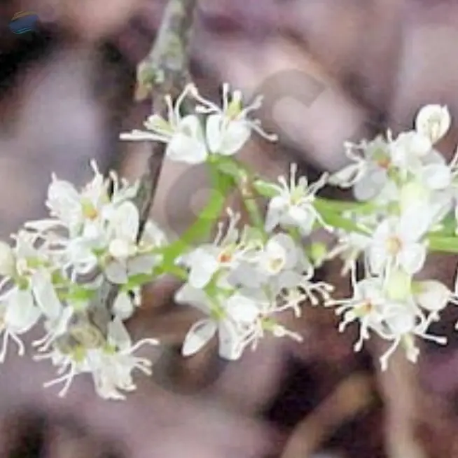 Amyris Oil