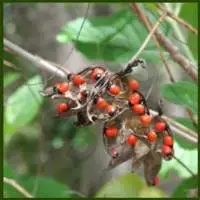 Abrus Precatorius