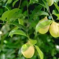 Mace Oil