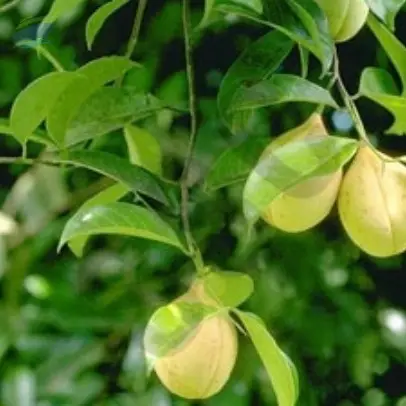 Mace Oil