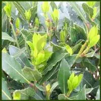 Golden Seal Laurel Bay Leaf Oil