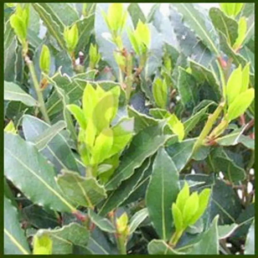 Golden Seal Laurel Bay Leaf Oil