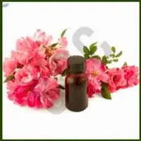 Rose Otto Oil