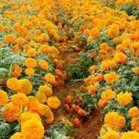 Tagetes Oil