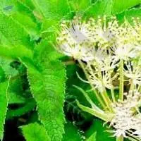 Angelica Root Oil