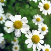 Chamomile Roman Oil