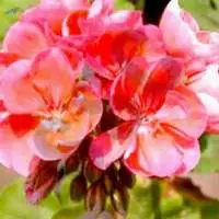 Geranium Oil