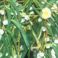 Eucalyptus Oil
