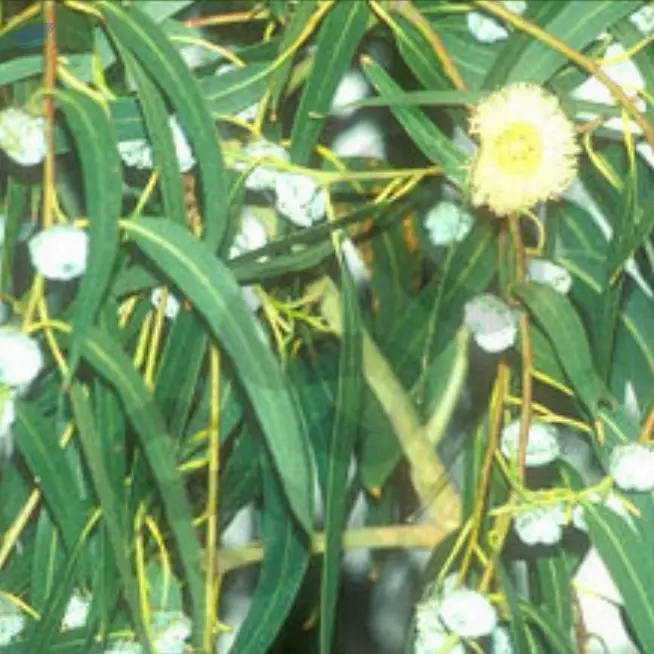 Eucalyptus Oil