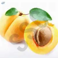 Apricot Oil