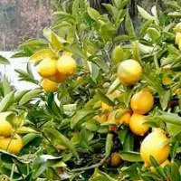 Lemon Cold Pressed Oil