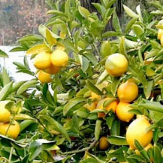 Lemon Cold Pressed Oil